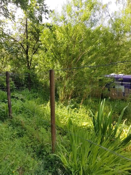 A picture looking across the reed bed