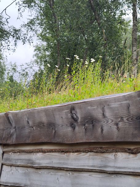 Photo of one of the turf roofs at the Bothies, showing tall grasses and flowers